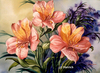 Bel Canto - alstroemeria