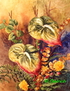 Bolero, (anthurium)