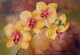 Menuet - orchidée phalaenopsis