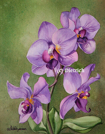 Nostalgie / Nostalgia  - orchidée phalaenopsis