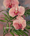 Orchidee et palmetto / Orchid and palmetto leaves