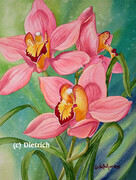Orchidee "Sweetheart" Orchid ( cymbidium )