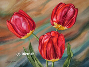 Rouge Rubis / Ruby Red - tulipe
