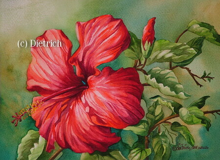 Rutilante vibration - hibiscus
